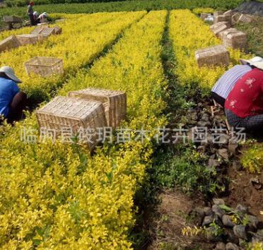 金葉女貞 黃色 園林供應(yīng) 批發(fā)金葉女貞小苗 工程綠化公園花壇