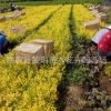金葉女貞 黃色 園林供應(yīng) 批發(fā)金葉女貞小苗 工程綠化公園花壇