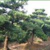 供應羅漢松