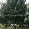 湖南益陽羅漢松