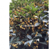 河南信陽5公分桂花價格