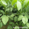 核桃苗廠家大量批發(fā)直銷優(yōu)質(zhì)核桃苗 清香核桃苗全國低價(jià)直供