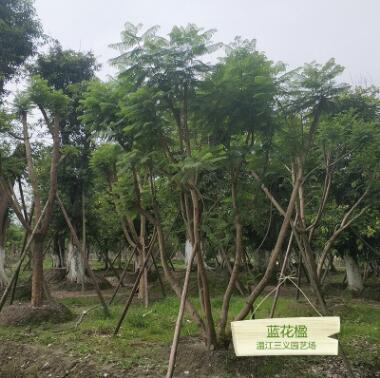 藍花楹 胸徑5-40公分 種植批發(fā)