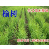 供應河北苗木招商，河北苗木招商哪家好？河北苗木招商