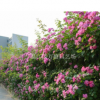 薔薇