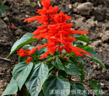 批發陽臺觀花盆栽一串紅種子優質草花種子庭院種植花卉四季播種