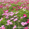 花卉種子批發(fā)野花組合種子園林美化野花組合地被花卉綠植發(fā)芽率高