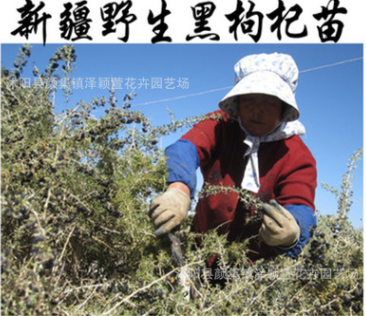 批發(fā)正宗野生黑枸杞苗 當年結(jié)果食用野生黑枸杞大苗 多分枝包成活