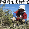 批發正宗野生黑枸杞苗 當年結果食用野生黑枸杞大苗 多分枝包成活