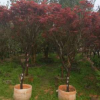 紅楓，苗木基地自產自銷，價格優惠，成活率高，園林工程綠植
