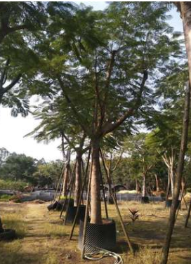 鳳凰木，鳳凰木樹冠寬廣，鳳凰木優質批發，福建基地直銷
