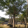 鳳凰木，鳳凰木樹冠寬廣，鳳凰木優質批發，福建基地直銷