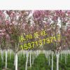批發(fā)直銷日本櫻花小苗 低價出售 櫻花種苗 行道樹 工程綠化苗木
