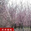 美人梅綠化花木 梅花 規(guī)格齊全 價格低廉 園林觀賞