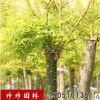 黃金槐基地供應優質 各種規格金枝國槐 綠化工程公園綠化黃刺槐