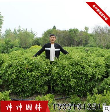 瓜子黃楊苗 黃楊小苗 黃楊球 大小葉黃楊球 地被綠化