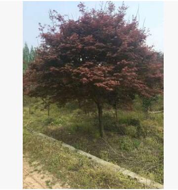 紅楓 中國(guó)紅楓灌木花卉 園林綠化紅楓樹(shù) 常綠喬木