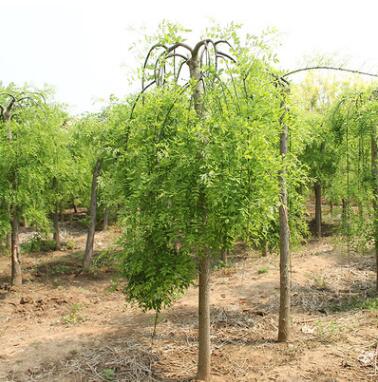 基地直銷垂槐 國(guó)槐小樹(shù)綠化龍爪槐苗 批發(fā)工程綠化苗刺槐