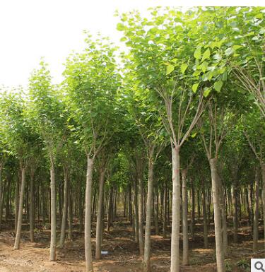 批發(fā)丁香 植物 丁香樹(shù)苗 叢生紫丁香 嫁接丁香 暴馬丁香