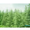 供應各類綠化苗木