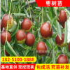 供應(yīng)易成活梨棗棗樹苗 產(chǎn)量高金絲4號棗樹苗 直銷棗樹苗