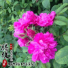 基地直銷四季玫瑰小苗 大花高產(chǎn) 品種月季花苗 可盆栽工程綠化 舉報(bào)