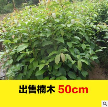 江西南方苗圃供應(yīng)金絲楠木樹苗 楨楠苗 名貴樹苗工程綠化苗批發(fā)