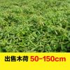 大量現貨優質木荷樹苗批發 各種規格木荷高度50-150園林綠化苗木
