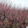 基地直銷紅梅樹苗 庭院室內盆栽 紅梅小苗量大批發