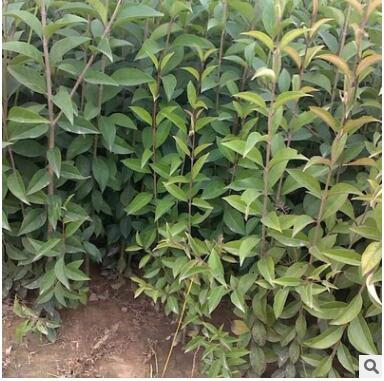 基地供應大葉女貞 庭院工程綠化苗木 規格全 工程 苗木2 3 4公分