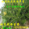 批發羅漢松樹/綠化苗木/農戶自家花場種植的羅漢松價格 觀葉植物