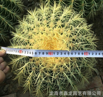 特大金琥黃刺金虎寬度30cm建設沙漠多肉科普展示沙生植物仙人球