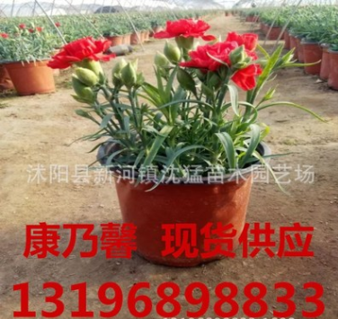 康乃馨盆栽花苗 帶花苞綠植物花卉 四季多年生室內(nèi)茉莉花 長(zhǎng)壽花