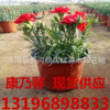 康乃馨盆栽花苗 帶花苞綠植物花卉 四季多年生室內茉莉花 長壽花