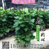 批發室內客廳大型盆栽植物花卉綠植盆景大葉綠蘿 凈化空氣吸甲醛