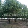 香樟樹苗批發工程綠化苗木香樟苗