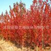 美國紅楓樹苗批發園林綠化苗木秋火焰 庭院風景樹嫁接紅楓苗