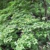 楓香樹苗批發道路風景樹 園林工程綠化苗木北美楓香苗樹形優美
