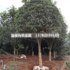 工程桂花樹(shù)苗批發(fā) 桂花樹(shù) 三年生四季桂 非嫁接桂花苗