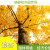 供應(yīng)銀杏 銀杏樹苗 銀杏樹價格 銀杏苗 江蘇苗木基地