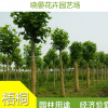 供應(yīng)法國梧桐 梧桐樹苗基地 法桐價格 法國梧桐高成活率 大量法桐苗 苗木基地