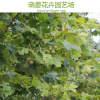 供應(yīng)法桐樹苗種植銷售地/法桐樹苗價錢/法桐樹苗種基地/法桐樹苗