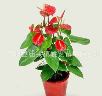 室內高檔花卉盆栽紅掌精品盆景 火鶴花白掌苗 粉掌盆栽四季開花