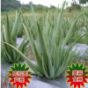 庫拉索中國(guó)蘆薈苗基地直銷美容綠植盆栽食用美容中華大蘆薈多肉
