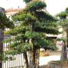 批發供應 欏木石楠 園林別墅景觀樹木 湖南造型欏木石楠樹樁
