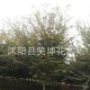 紅櫸樹 又名大葉櫸綠化工程 優(yōu)質(zhì)的櫸樹苗成交率高基地發(fā)貨