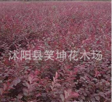 批發(fā)優(yōu)質紅葉小檗苗 紅葉小檗 工程綠化苗 規(guī)格齊全量大優(yōu)惠