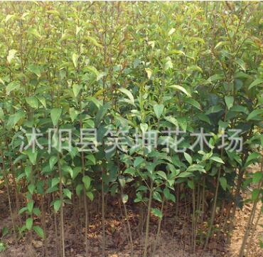 批發(fā)優(yōu)質大葉女貞苗 綠化樹苗 行道景觀樹苗
