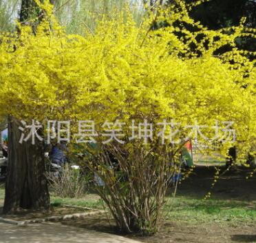 批發(fā)優(yōu)質連翹小苗 黃老虎小苗 工程綠化苗木 規(guī)格齊全