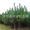 批發(fā)優(yōu)質(zhì)黑松小苗 綠化樹苗 黑松苗 規(guī)格齊全量大優(yōu)